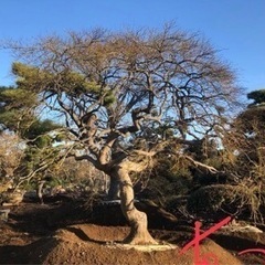 植木買取いたします - 宇都宮市