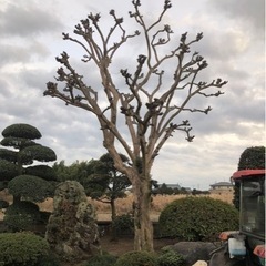 植木買取いたします - 剪定/造園