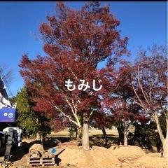 植木買取いたします - 地元のお店