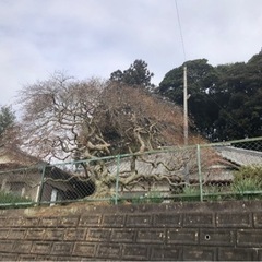 植木買取いたします − 栃木県