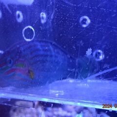 海水魚　飼いやすく丈夫なベラ　差しあげます。の画像