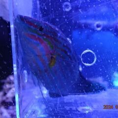海水魚　飼いやすく丈夫なベラ　差しあげます。の画像