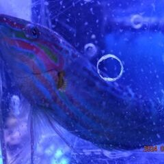 海水魚　飼いやすく丈夫なベラ　差しあげます。の画像