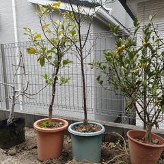 果樹4本セット　（きんかん、レモン、いちじく）