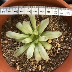 多肉植物　ビリフィラ錦（白水晶）の画像