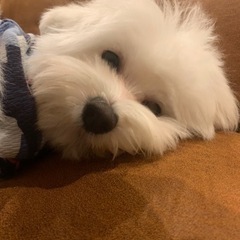 ペットホテル