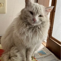 ピカピカになる予定のたしろくん
