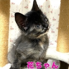 H公園の子猫