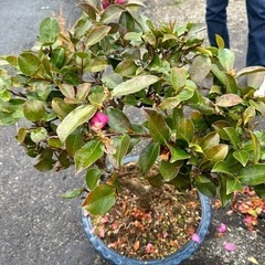椿　鉢植え💐椿鉢植え🌸の画像