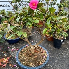 椿　鉢植え💐椿鉢植え🌸
