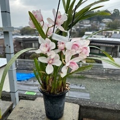 🌸シンビジュウム🌸鉢植え