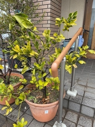 みかん　品種等不明