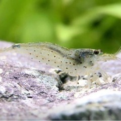 水槽のお掃除隊セット＋熱帯魚3種の画像