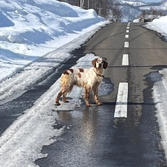 迷子の犬探していませんか？
