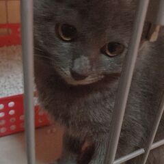 ☆とても可愛くてお茶目なグレー猫ちゃんとクロ猫ちゃんの兄弟をもら...