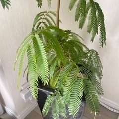 観葉植物　エバーフレッシュの画像