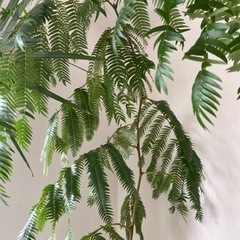 観葉植物　エバーフレッシュの画像