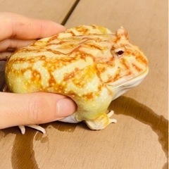 クランウェルツノガエル里親募集の画像