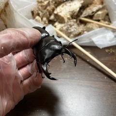 オオクワガタ　オス1 メス3