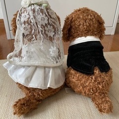 ウェディング　ドール　ウェルカム　プードル　新郎新婦 ぬいぐるみの画像