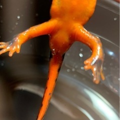 【値下げ可】オキナワシリケンイモリの画像