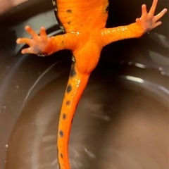 オキナワシリケンイモリの画像