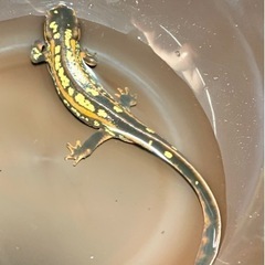 オキナワシリケンイモリの画像