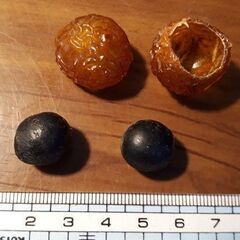 樹木、ムクロジの種と殻、２セットです。