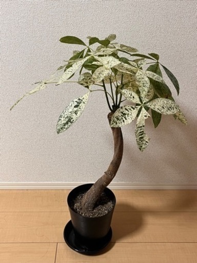 観葉植物　パキラミルキーウェイ　接木