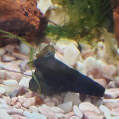 カワニナ15匹の画像