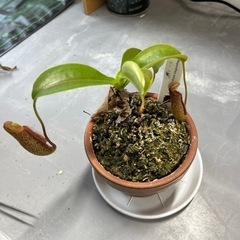 ネペンテスミランダの画像