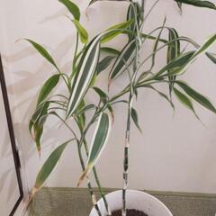 観葉植物の画像