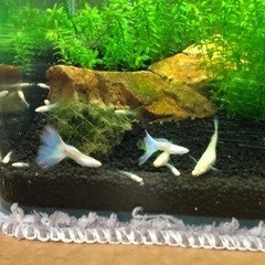 RREA モスコブルーグッピーですの画像