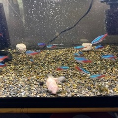 水槽と中の大磯と熱帯魚全部