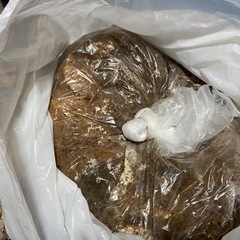 オオクワガタ　使用済み菌糸マット・埋め込みマット・針葉樹マットの画像