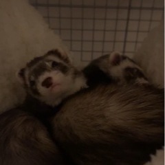 フェレット 2匹