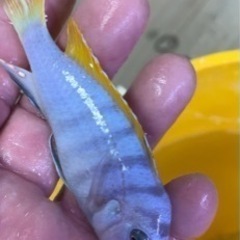 アフリカンシクリッド Cynotilapia afra Jalo...