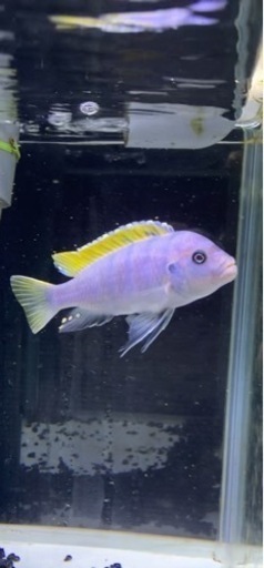 アフリカンシクリッド Cynotilapia afra Jalo Reef オス9 cm ドイツ産　写真個体販売