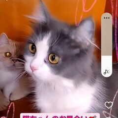 3/3(日)譲渡会♪ラガマフィン♀と足長マンチカン♀ (⋈◍＞◡...