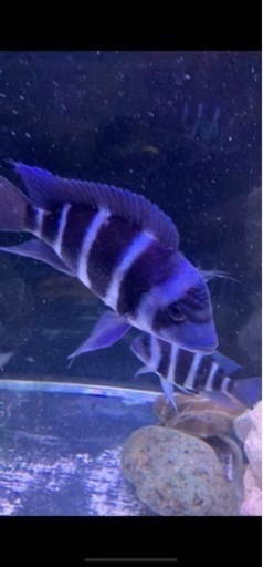 アフリカンシクリッド フロントーサモバWILD 14-15㎝　写真個体販売　アロワナ　大型魚