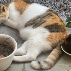 友達ほしいです