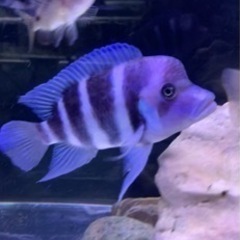 アフリカンシクリッド フロントーサモバ　ワイルド　18-20㎝　...
