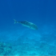 🐟スキンダイビング仲間募集🐟