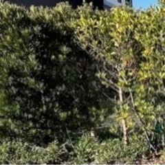 生垣の植木　お譲りします
