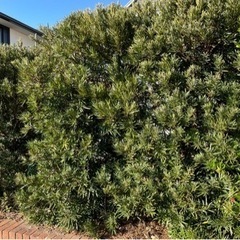 生垣の植木　お譲りしますの画像