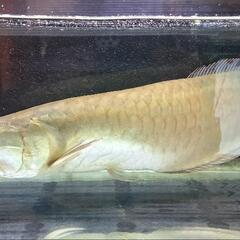 シルバーアロワナ60±