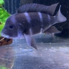 アフリカンシクリッド WILDフロントーサ　ヌガスアイスランド　...