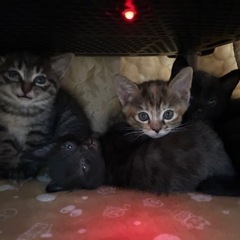 生後3ヶ月の子猫