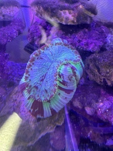オオバナサンゴ