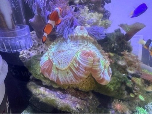 オオバナサンゴ